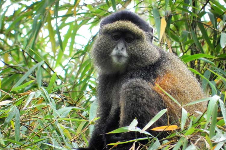 Nyungwe National Park